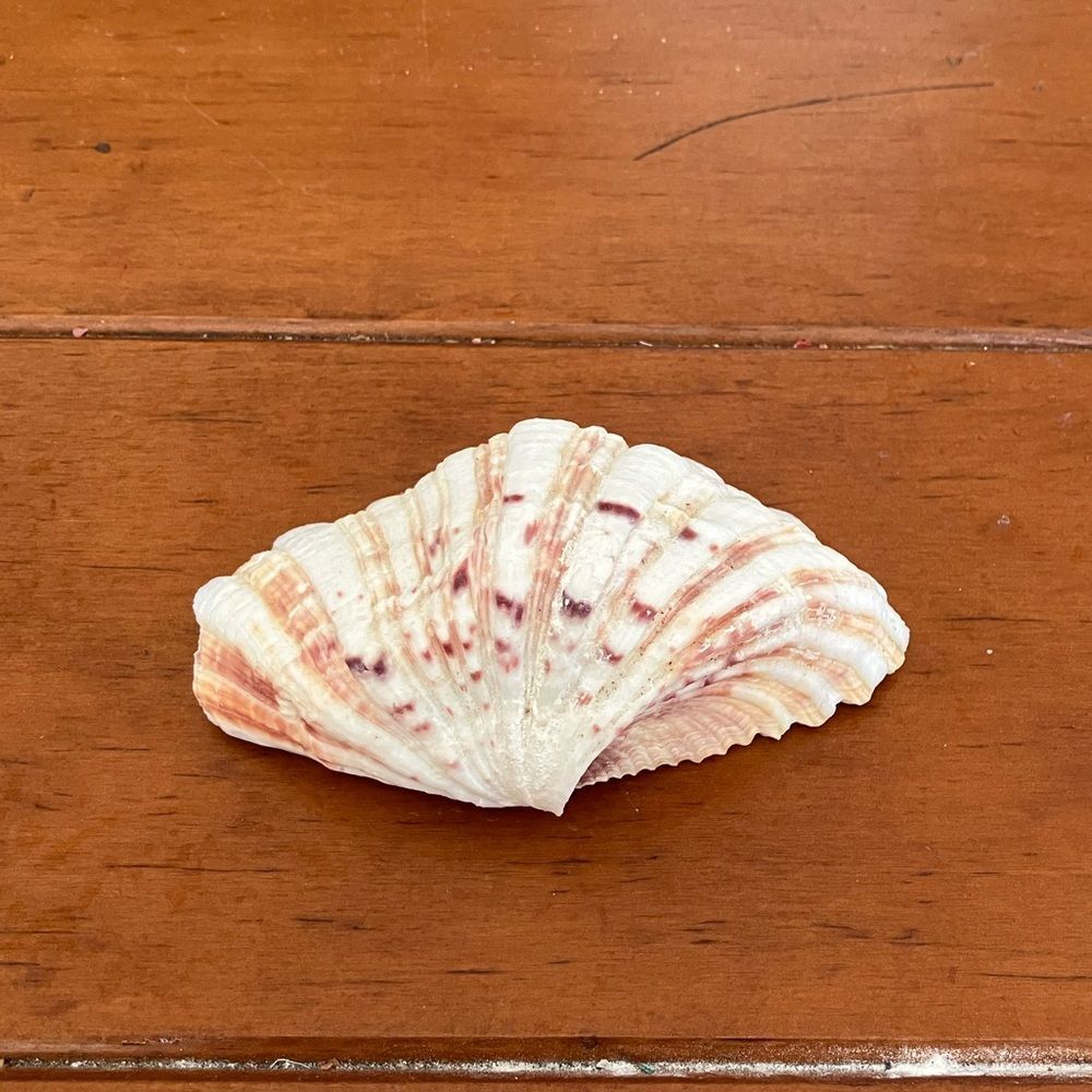 Clam Shell